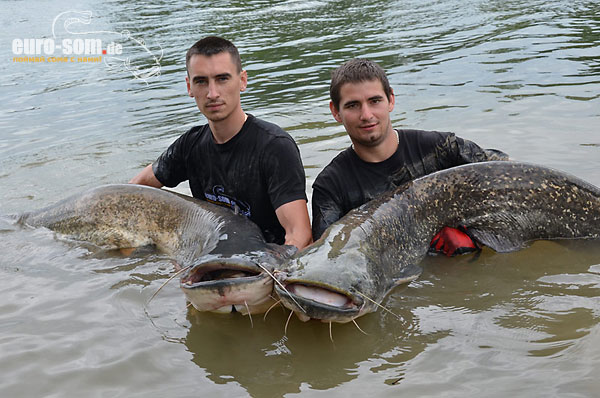 waller wels silure siluro catfish