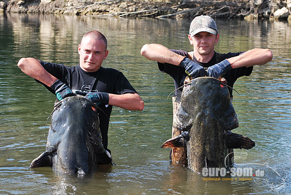 трофейный сом