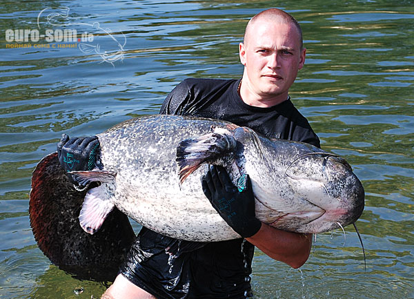  трофейный сом