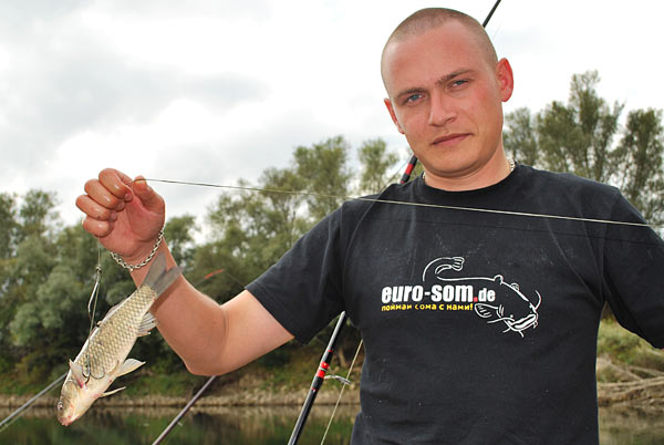 трофейный сом