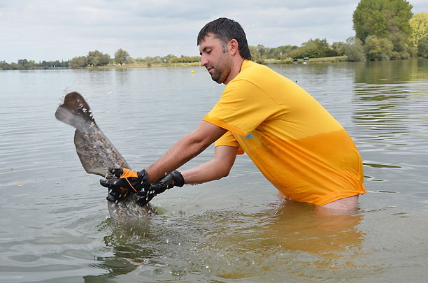 Сом поймал-отпусти украина спортивная рыбалка