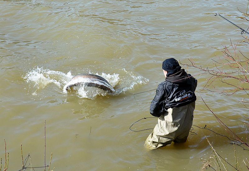 Сом на кукане