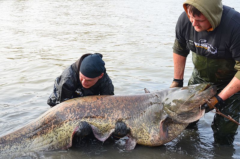 Рекордный сом