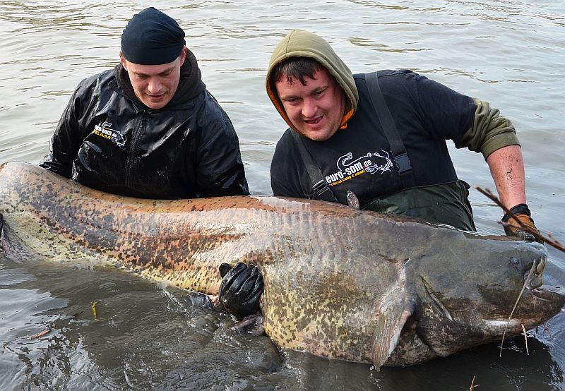 euro-som.de - рыблка на сома