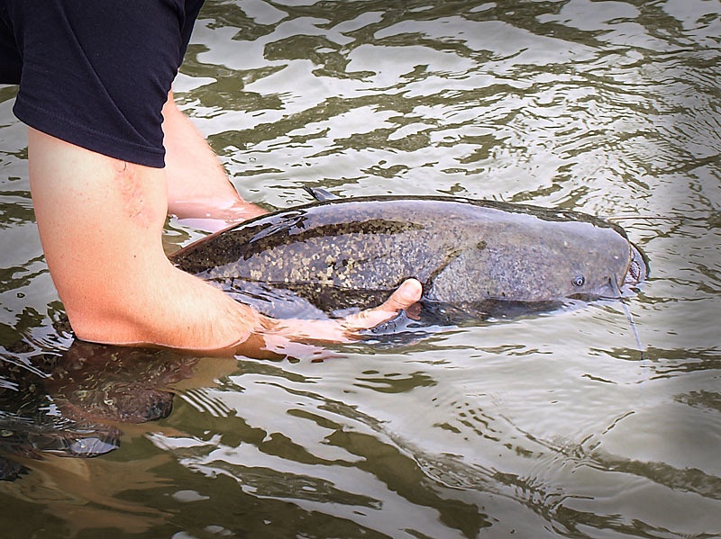 catch & release catch & release